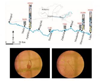 Mikroműanyagok mennyisége (db/kg) a Maros folyó üledékeiben - Az azonosított mikroműanyagok között voltak foszlányok, különböző színű szálak és gyöngyök is.