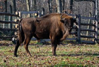 fotók: Veress Tamás