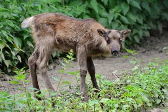 fotók: Veress Tamás