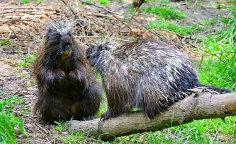 fotó: Veress Tamás