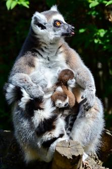 Makikölykök születtek a Miskolci Állatkertben