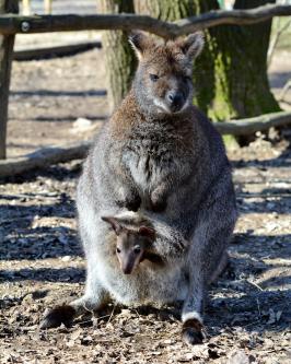 fotó: Veress Tamás