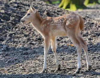 fotók: Veress Tamás