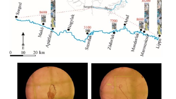 Mikroműanyagok mennyisége (db/kg) a Maros folyó üledékeiben - Az azonosított mikroműanyagok között voltak foszlányok, különböző színű szálak és gyöngyök is.