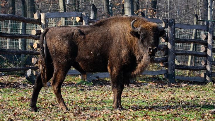 fotók: Veress Tamás