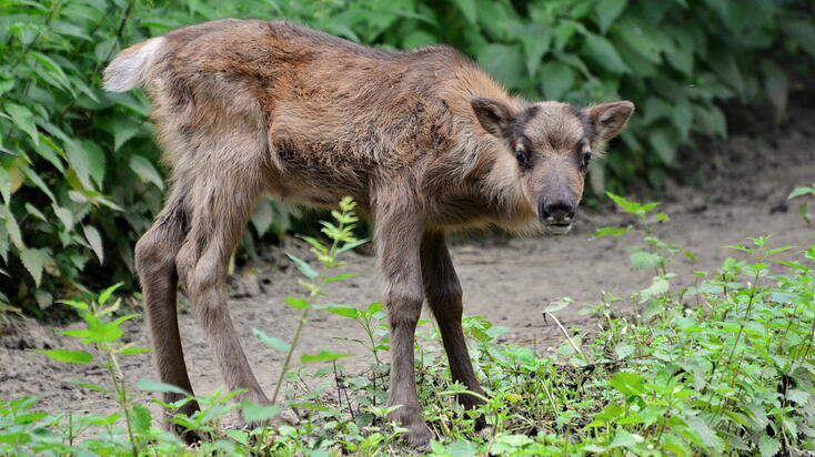 fotók: Veress Tamás