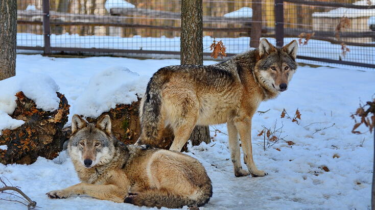 fotók: Veress Tamás
