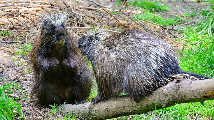 fotó: Veress Tamás
