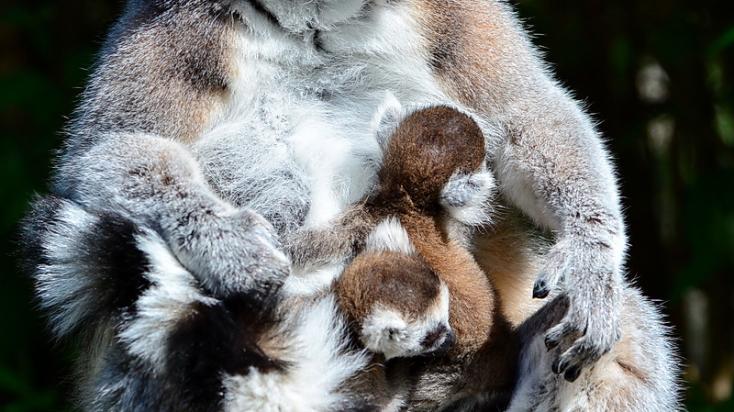 Makikölykök születtek a Miskolci Állatkertben