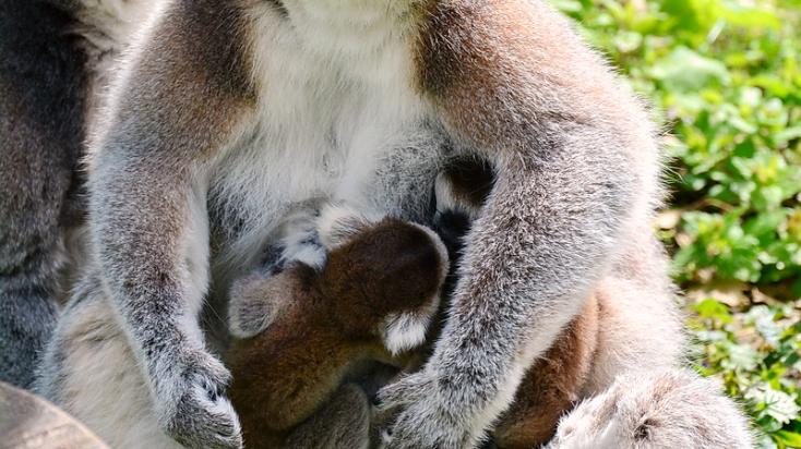 Makikölykök születtek a Miskolci Állatkertben