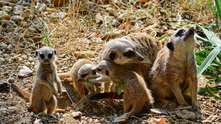 fotók: Veress Tamás