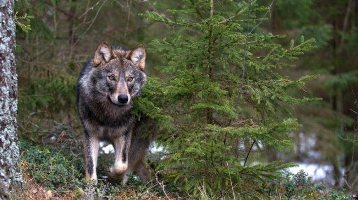 Fotó: Sergey Gorshkov