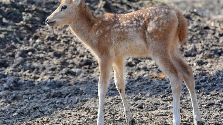fotók: Veress Tamás